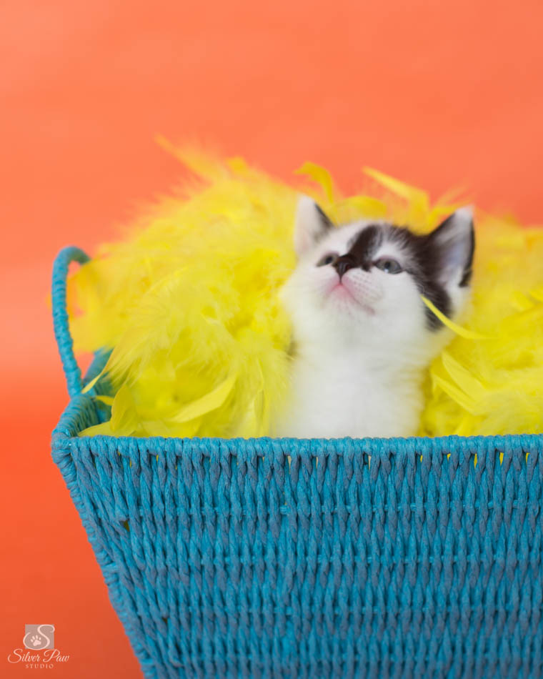 Kitten Basket 