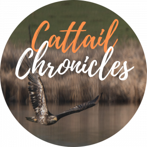 cattail chronicles profile pic
