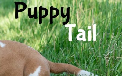 First Puppy Photoshoot – Fort Collins, Colorado