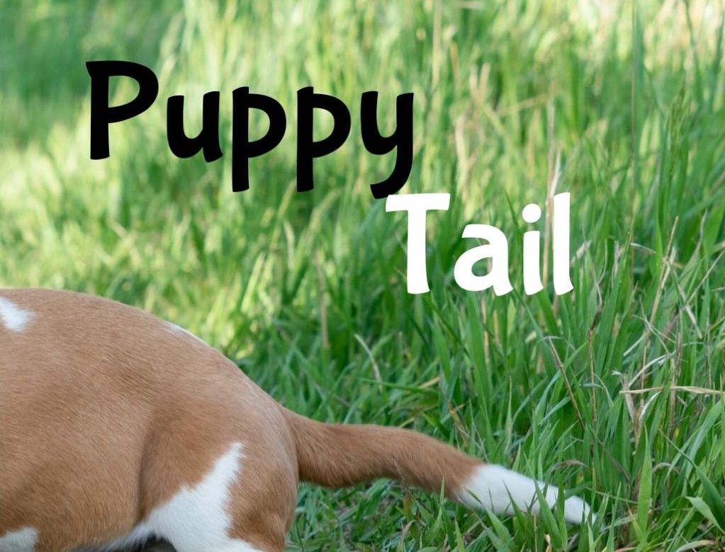 puppy tail