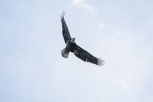 juvenile bald eagle flying