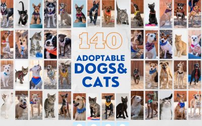 140 Adoptable Dogs and Cats Photographed in 2020