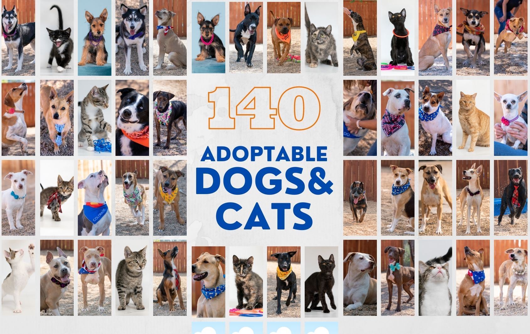 140 dogs and cats blog header
