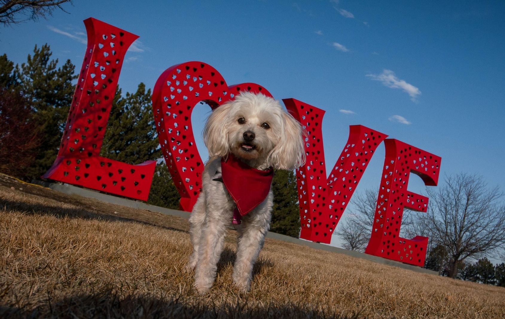 small dog standing at the LOVE sculpture in Loveland Colorado
