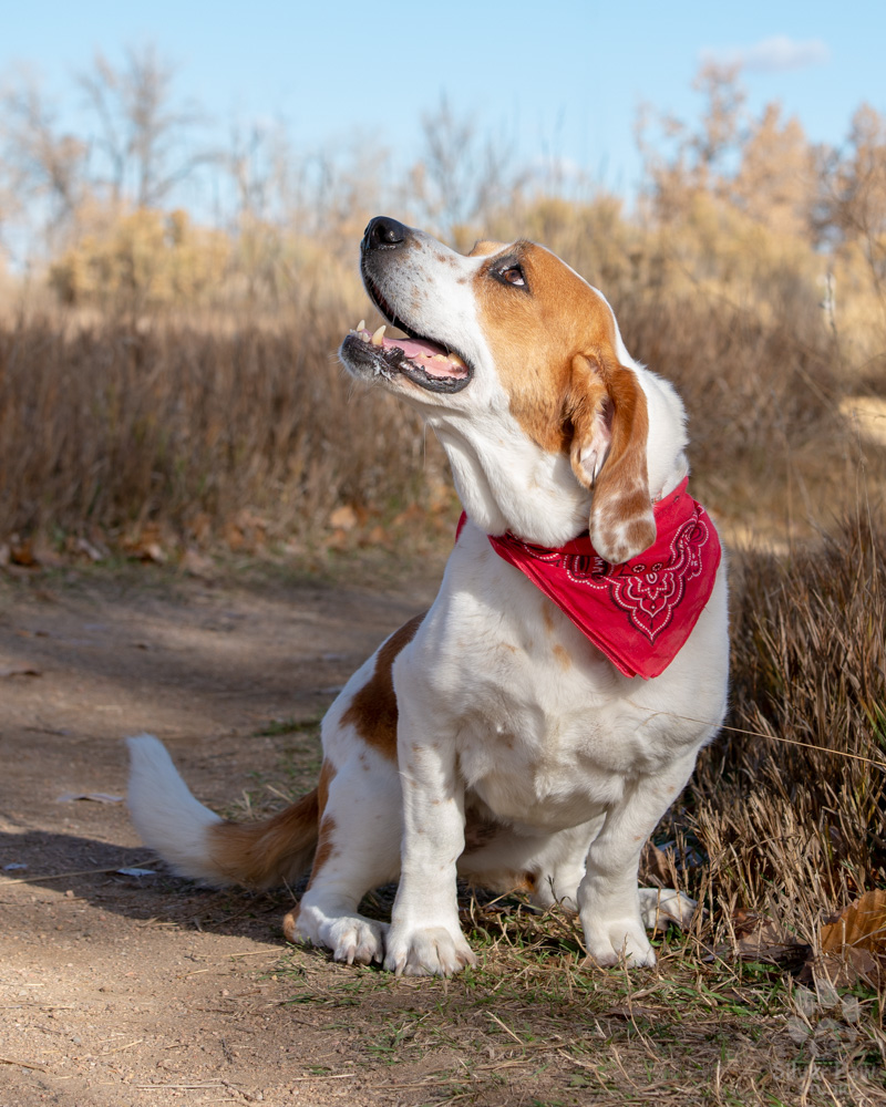 basset hound sitting with bandana smiling outside