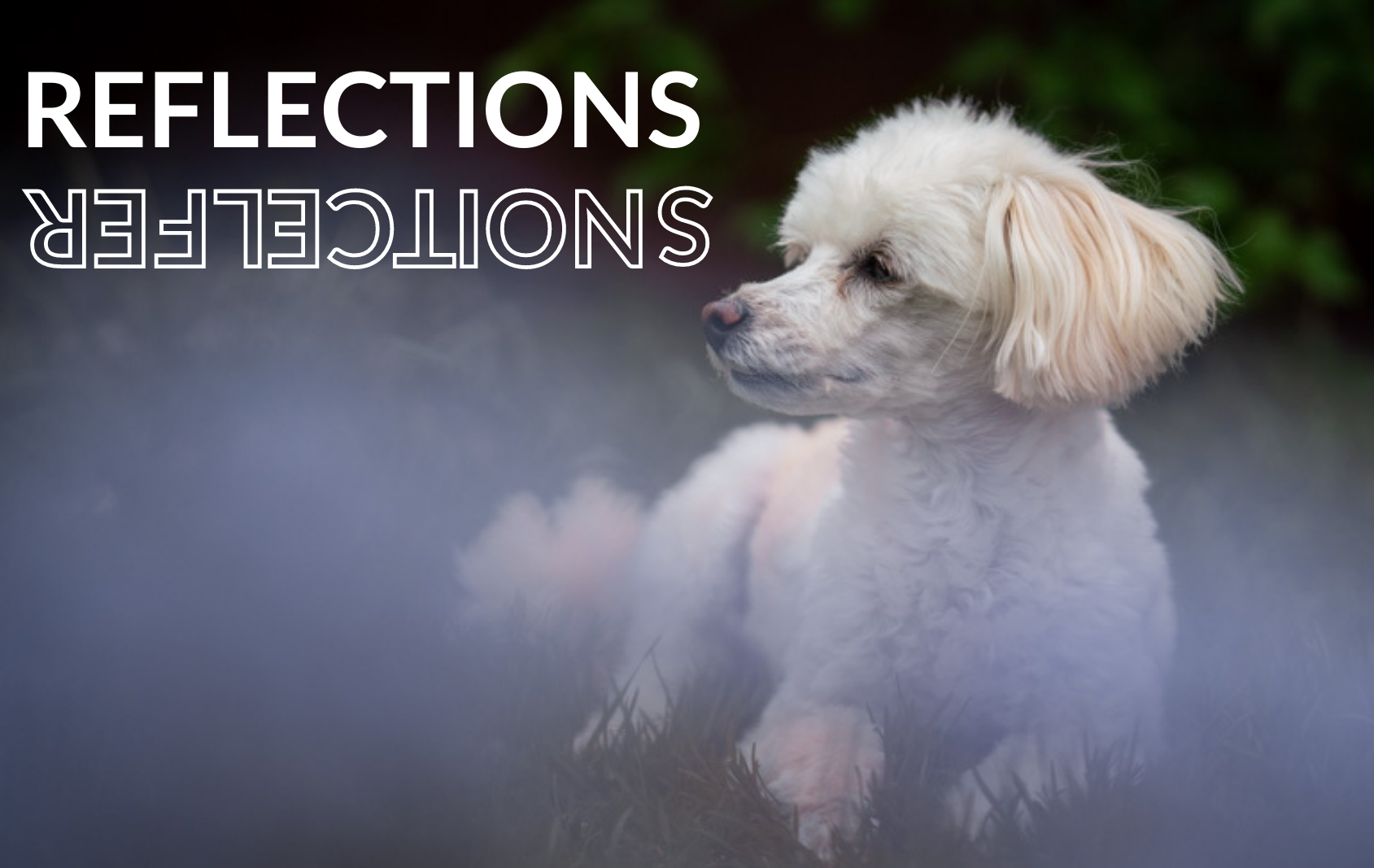 Bailey bichon poodle dog laying in purple spring lilac flowers