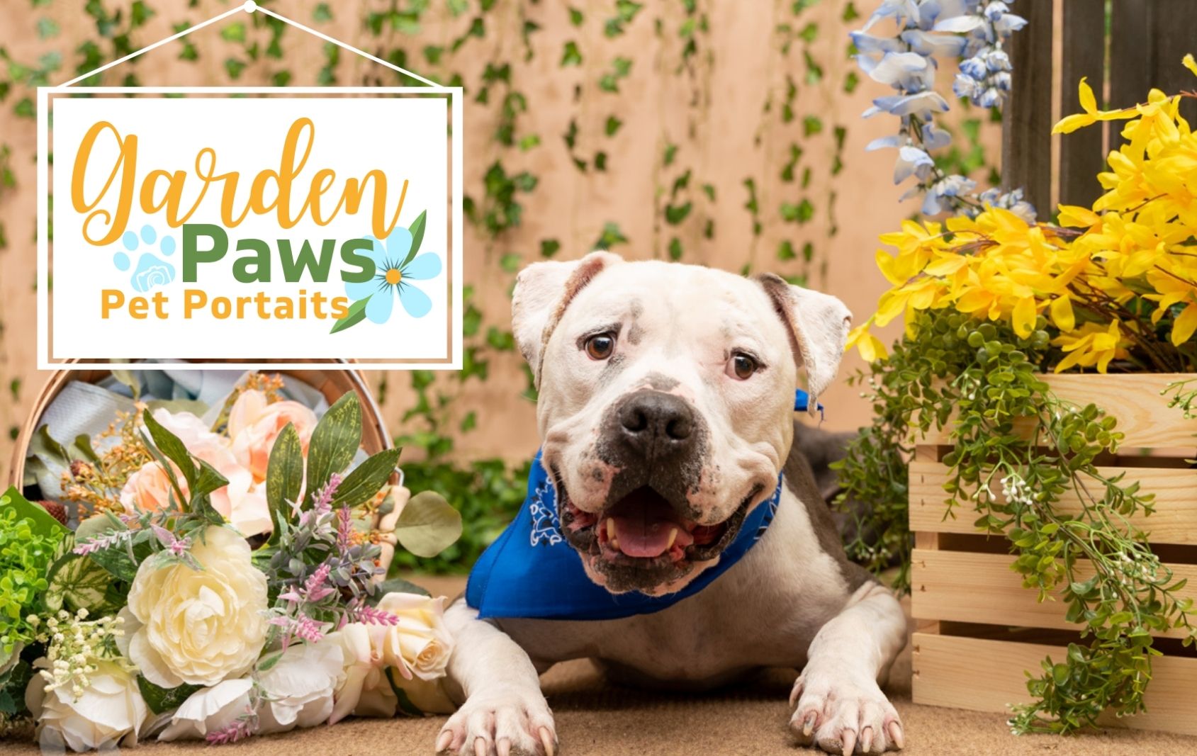 Blog Featured Image Template (3) american staffordshire terrier laying in flower set