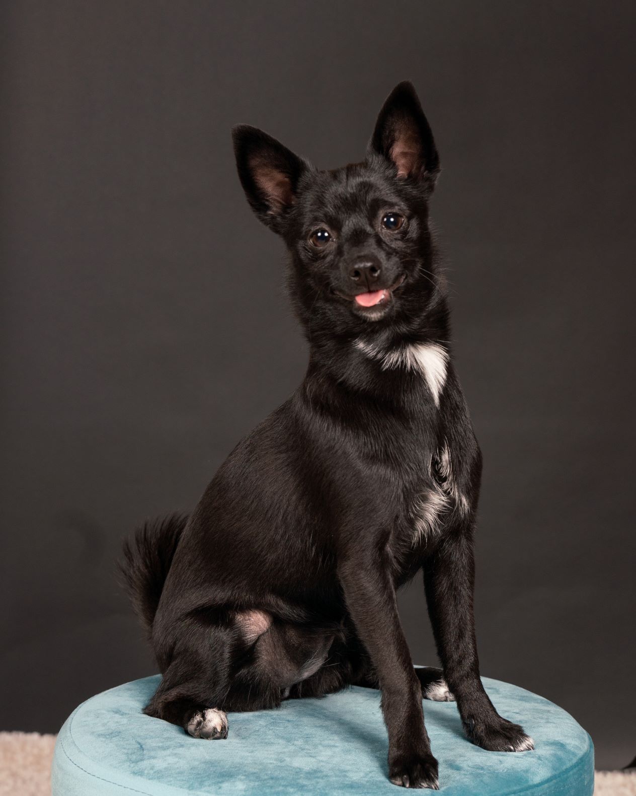 chihuahua puppy posing in studio