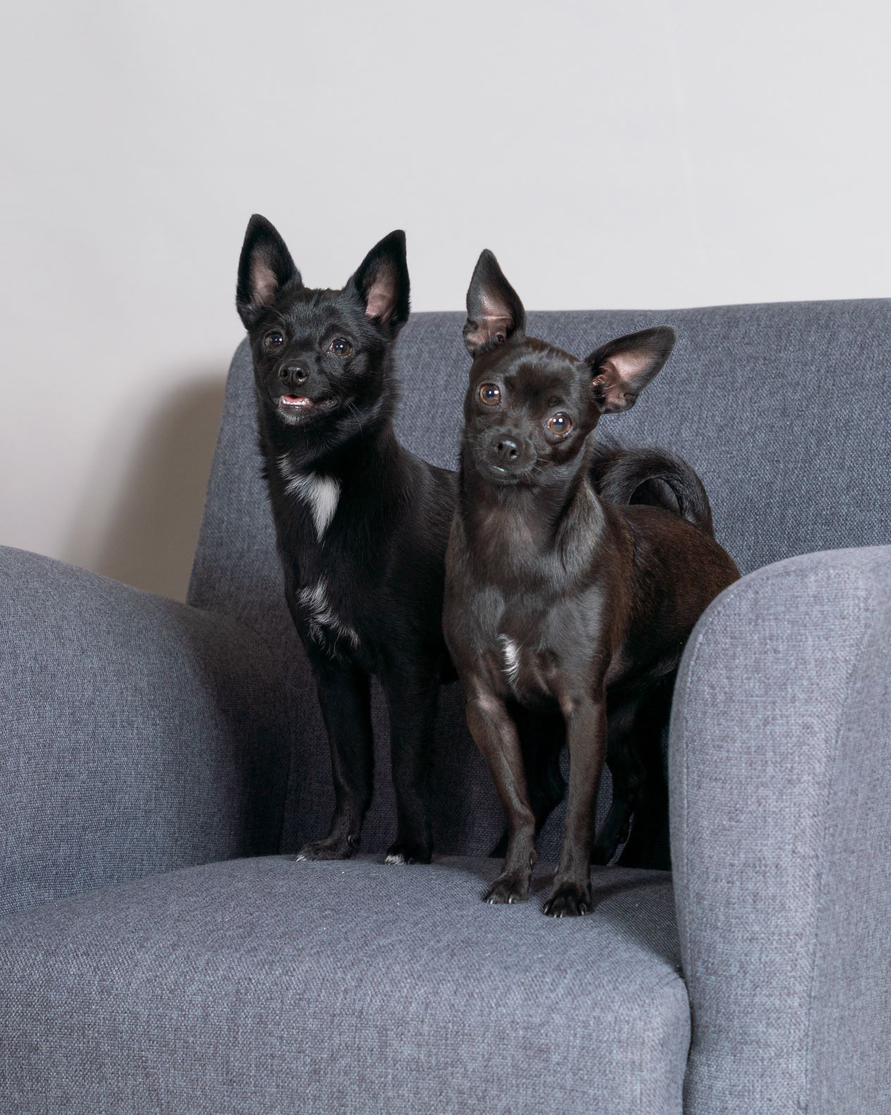 two chihuahua puppies posing in studio