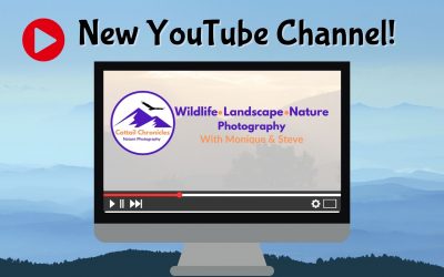 Cattail Chronicles New YouTube