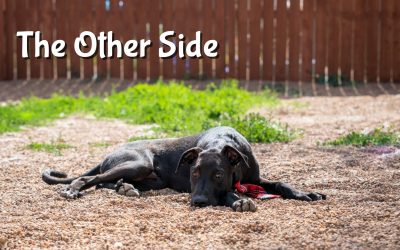 Comparison traps can kill your dreams