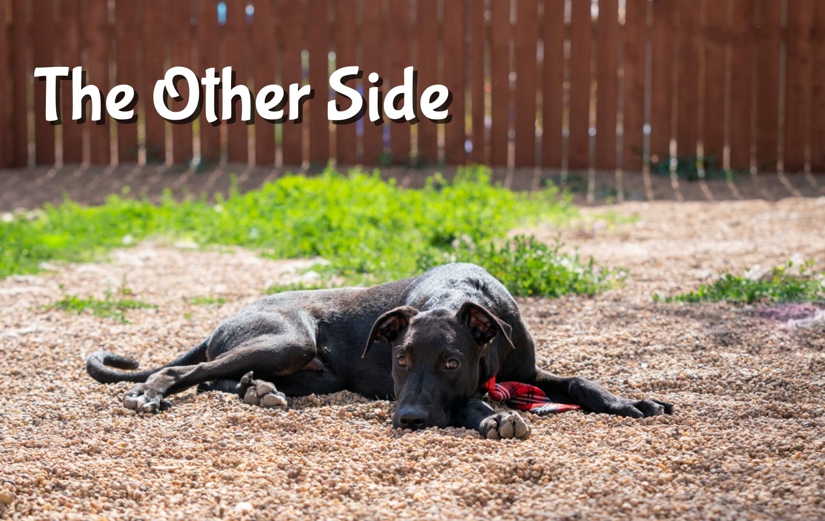 The Other Side black lab laying down in the yard