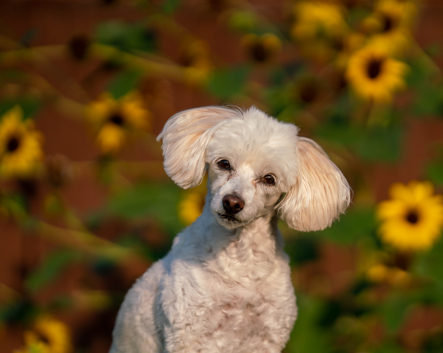 Bailey at sunrise with sunflowers
