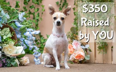 You Raised $350 for adoptable pets!