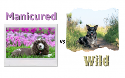 Manicured or Wild?