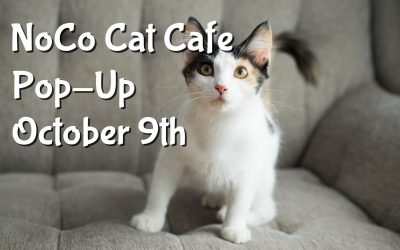 NoCo Cat Cafe Debut