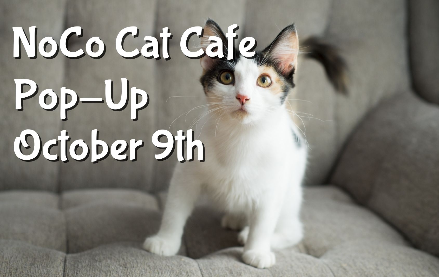 noco cat cafe pop up blog header