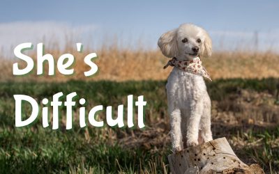 My dog is a challenge