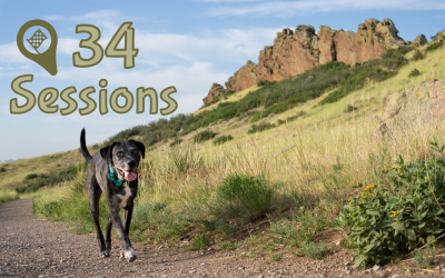 34 Dogs Photographed