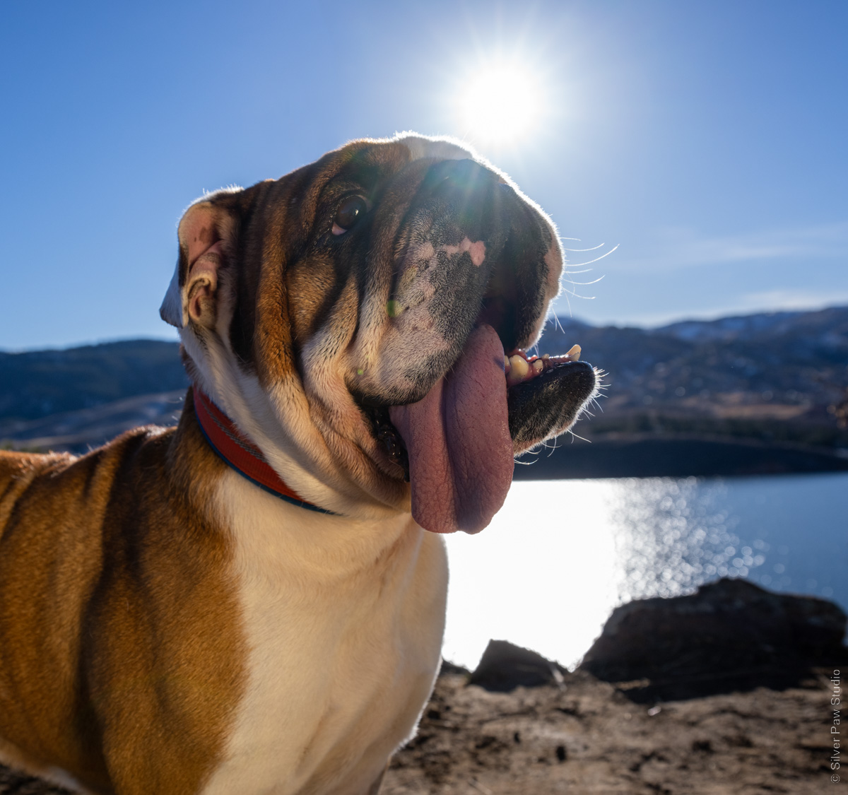 bull dog with tongue out at a lake with setting sun behind him