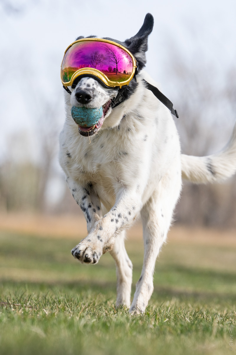 white and black dog running with a blue ball in his mouth wearing pink dog goggles