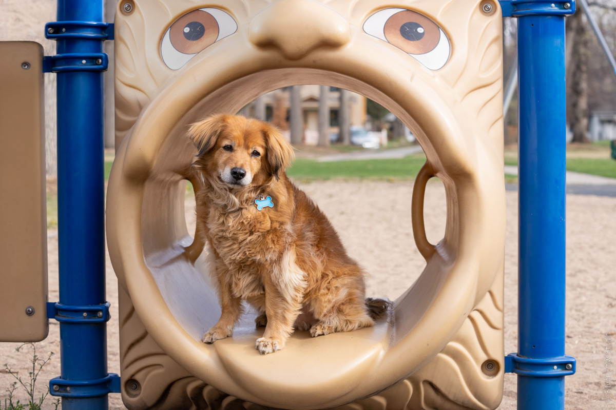 small brown dog sitting in playground tunnel shaped like a face