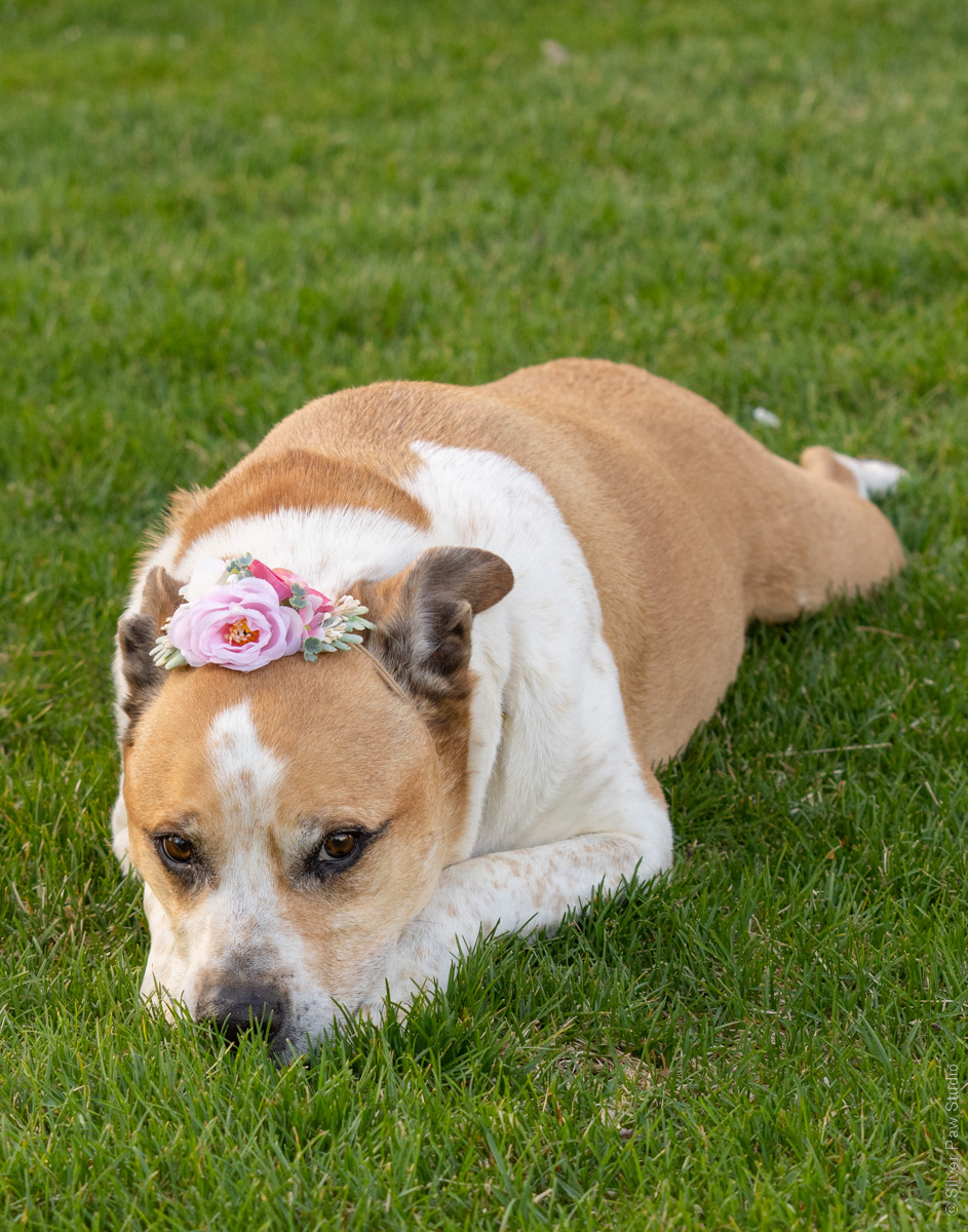 cute dog wearing pink flower crown laying on green spring grass