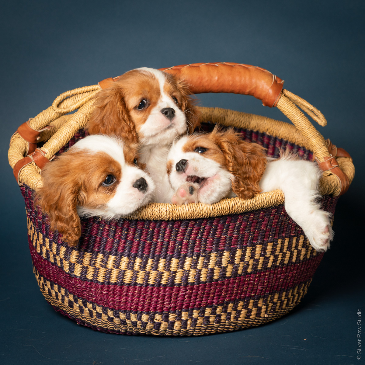 basket of eight week old tan and white cavalier king charles spaniel puppies in a woven basket