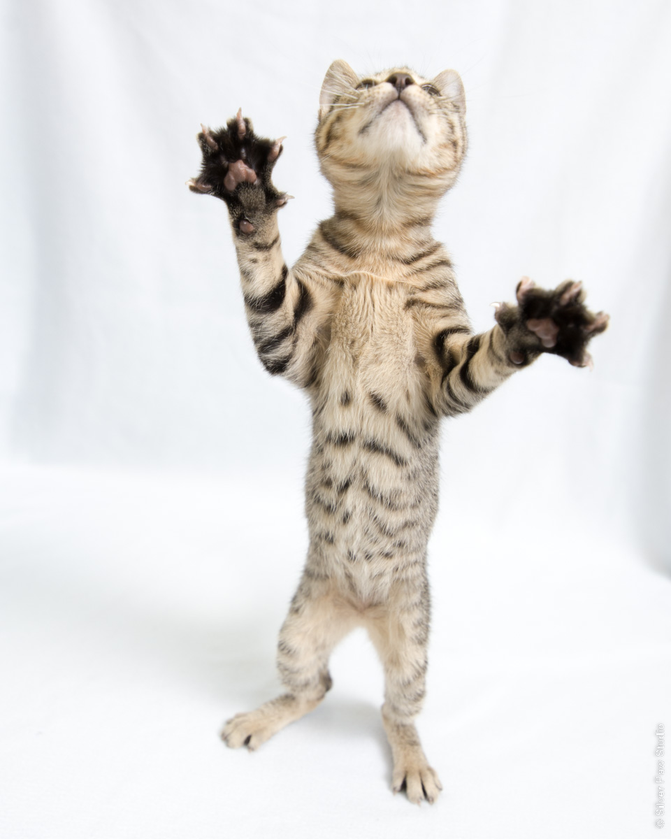 striped tabby kitten standing up with paws spread out