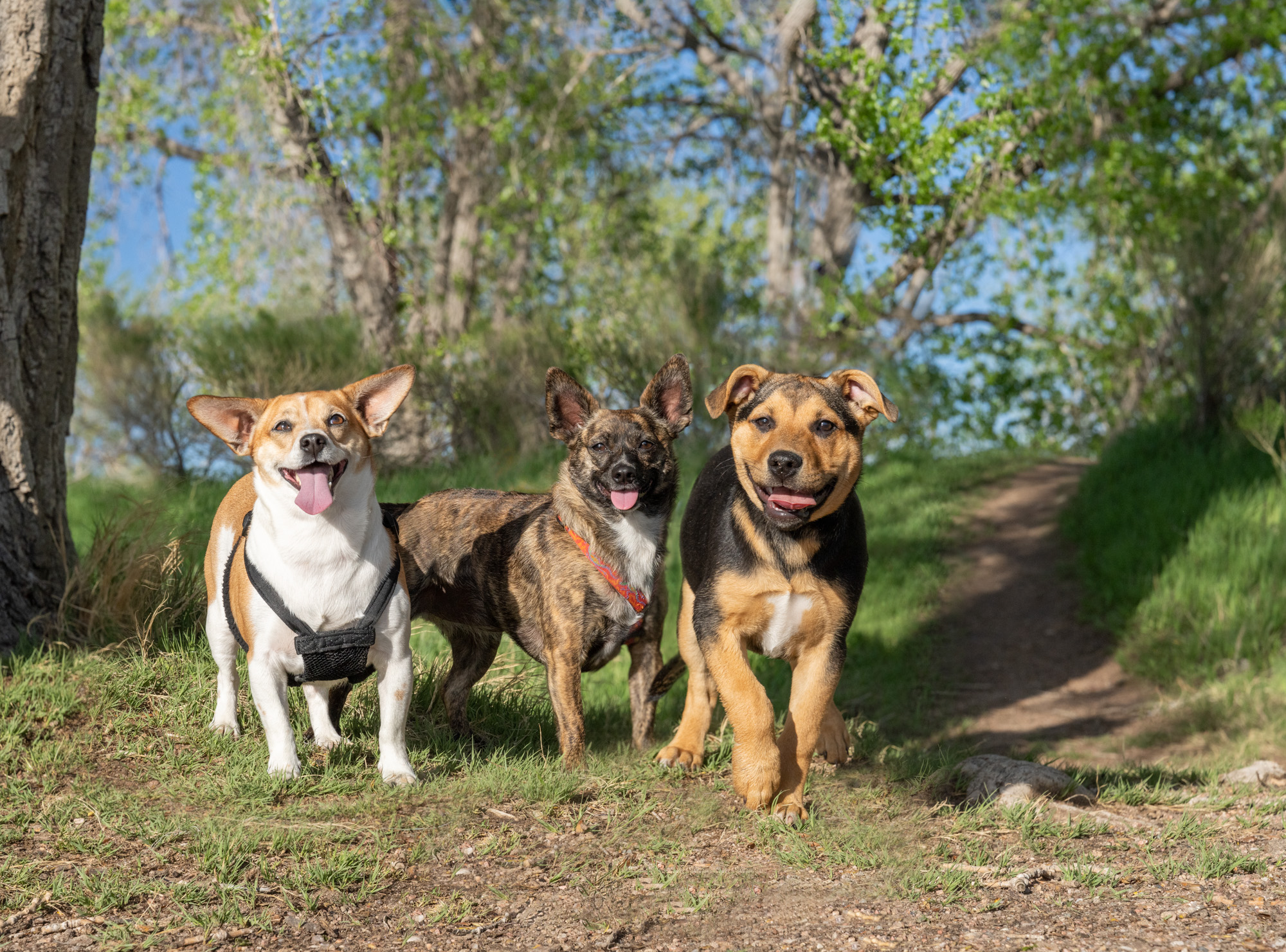 Molin -06771 Dog Photography