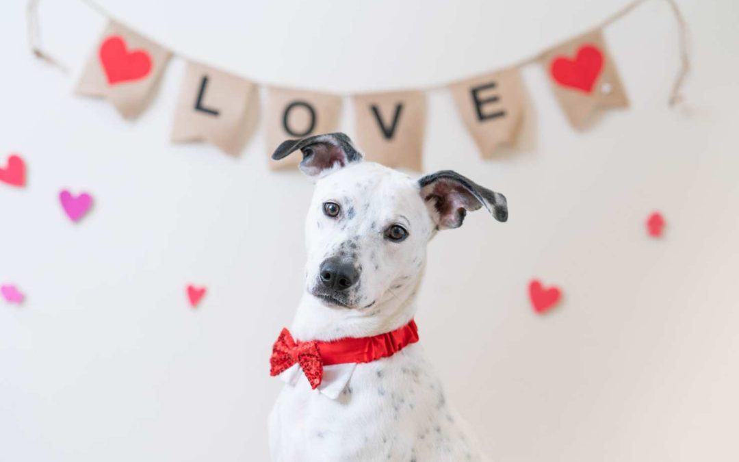 black and white freckled dog in front of a burlap banner that spells love