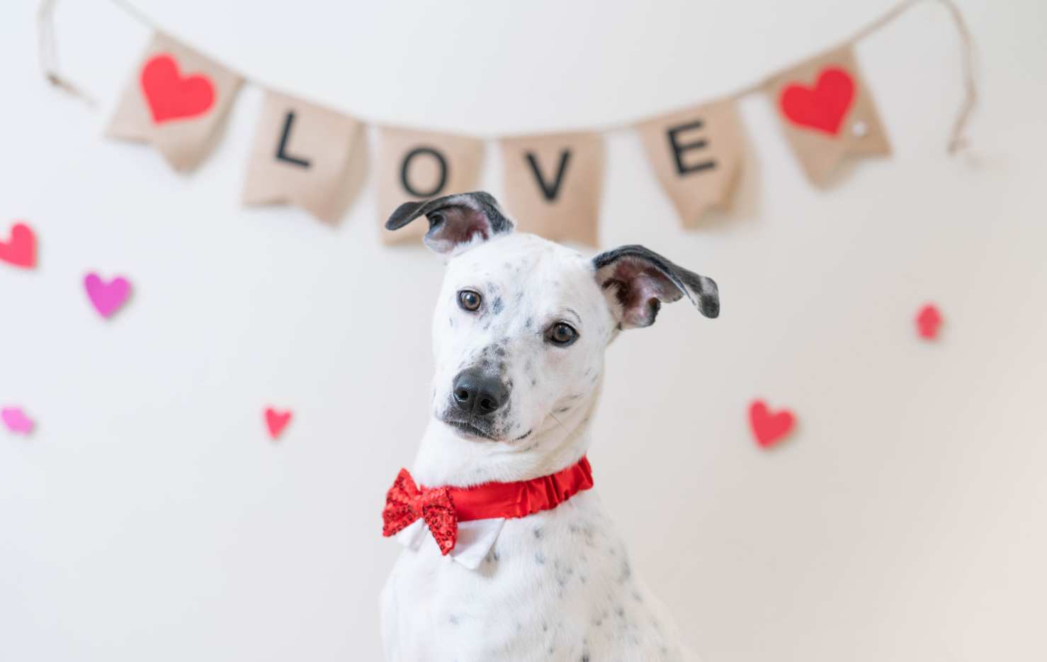 black and white freckled dog in front of a burlap banner that spells love