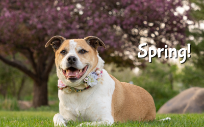 Spring has sprung, but…