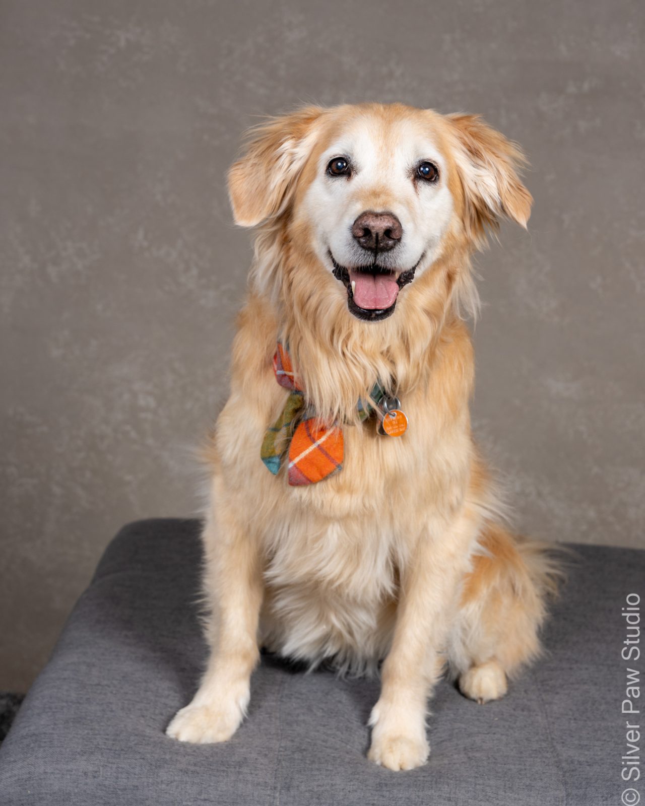 Dog Photo Session BTS Silver Paw Studio dog-photo-session-bts-silver-paw-studio