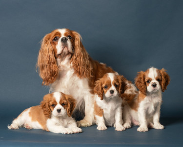 Pet-Photography-of-Silver-Paw-Studio-11