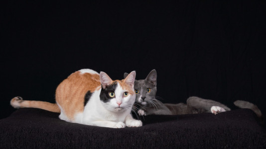 Pet-Photography-of-Silver-Paw-Studio-12