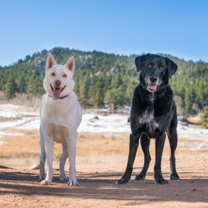 Pet-Photography-of-Silver-Paw-Studio-15