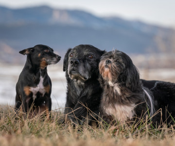 Pet-Photography-of-Silver-Paw-Studio-17