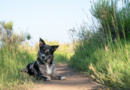 Pet-Photography-of-Silver-Paw-Studio-22