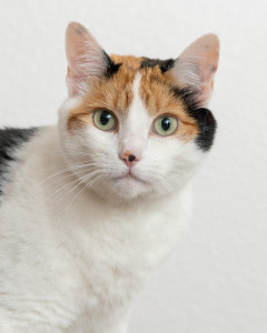 Pet-Photography-of-Silver-Paw-Studio-23