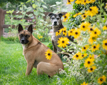 Pet-Photography-of-Silver-Paw-Studio-24