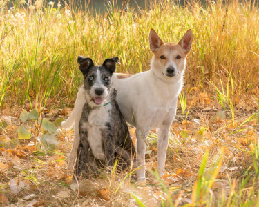 Pet-Photography-of-Silver-Paw-Studio-29