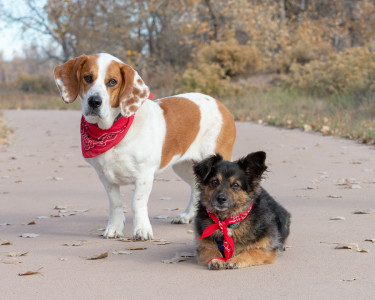 Pet-Photography-of-Silver-Paw-Studio-4