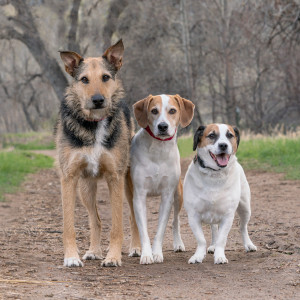 Pet-Photography-of-Silver-Paw-Studio-6