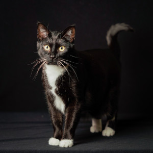 Pet-Photography-of-Silver-Paw-Studio-7