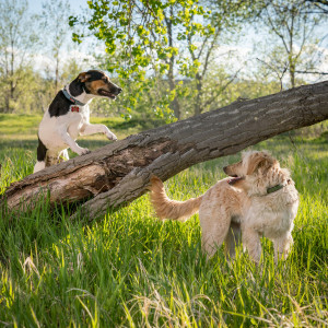 Pet-Photography-of-Silver-Paw-Studio-8